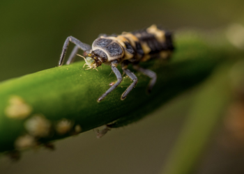 6 Mind Blowing Insect Facts You Probably Didn’t Know