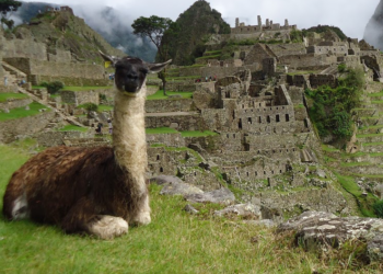 How Llamas Successfully Took Over the World!