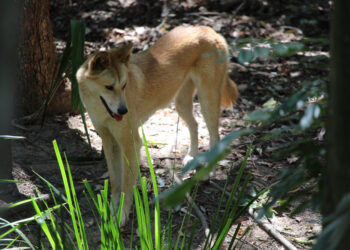 Family Rescues Abandoned Pup From Forest…Only To Discover This BIG Surprise!