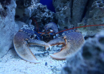 Is it true that lobsters don’t die of old age?￼