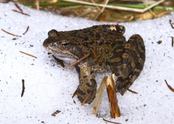 Interesting Facts on How Frogs Survive Winter