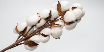 Inherently Flame-Resistant Cotton A Safe and Sustainable Solution to Toxic Flame Retardants