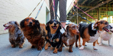 The Most Dog-Friendly Cities in the World