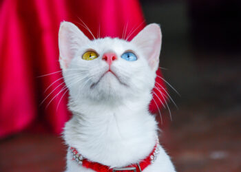 Why Some Animals Have Two Different Coloured Eyes