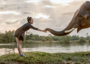 10 Amazing Ways Elephants are Like Human Beings