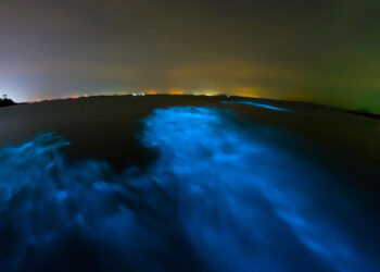 The incredible beauty of bioluminescent waters