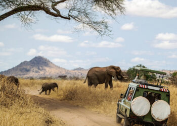 The greatest safaris in the world