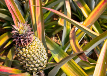 How are pineapples grown?